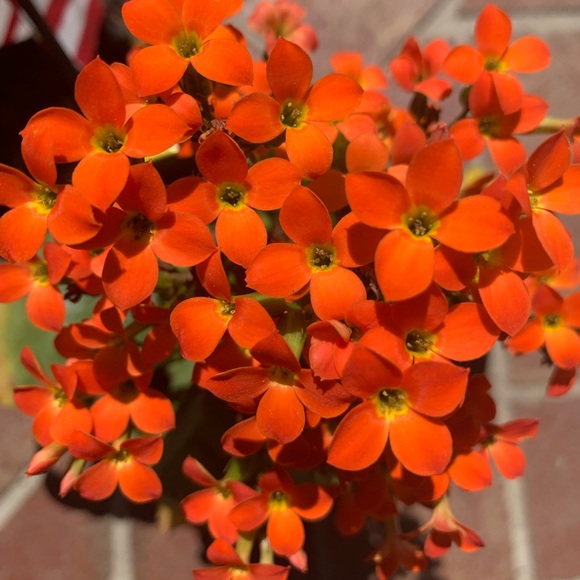 Meet your Posher, Grace - Picture 1 of 1